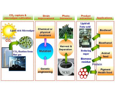 微藻固碳及水淨化 國立成功大學能源科技與策略研究中心的生物技術創新研發